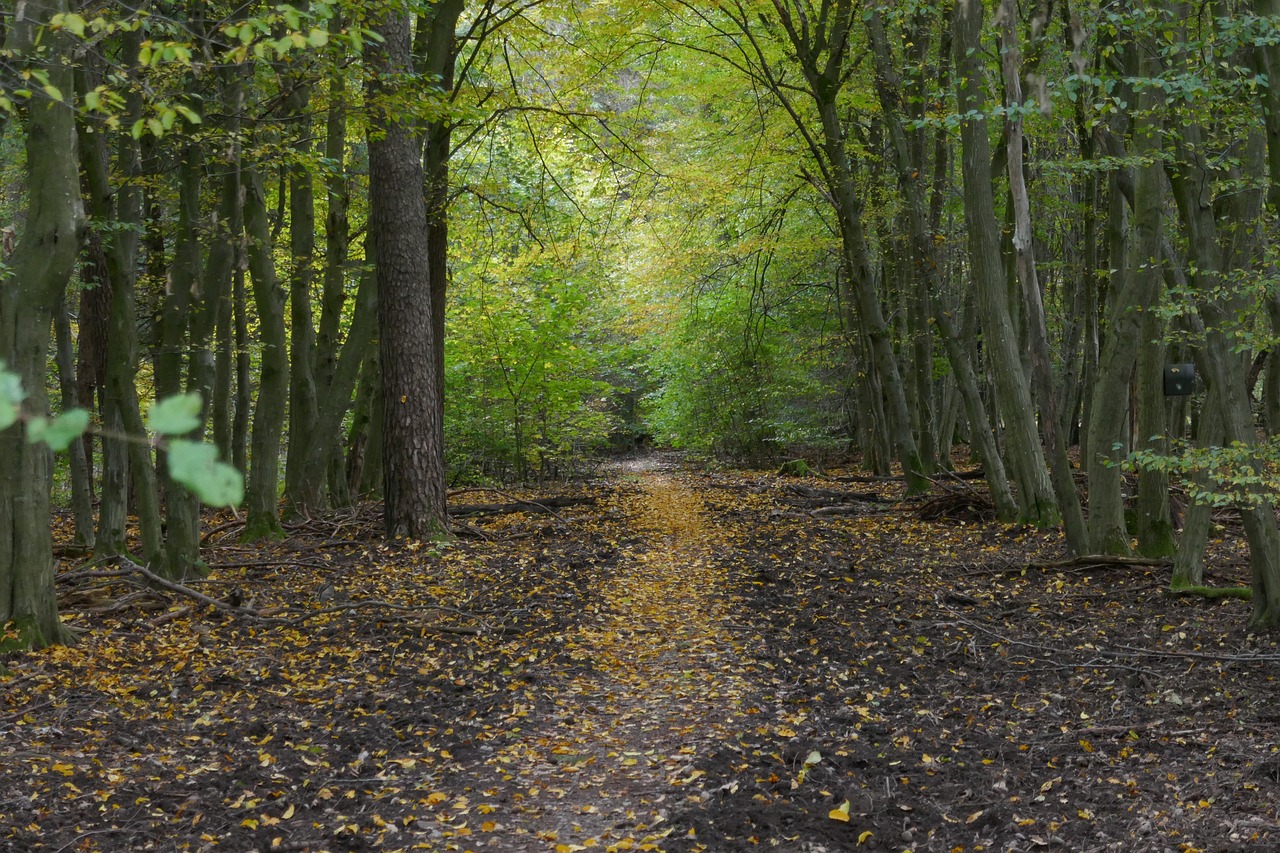 Eichen- und Buchenwälder bei Krailling