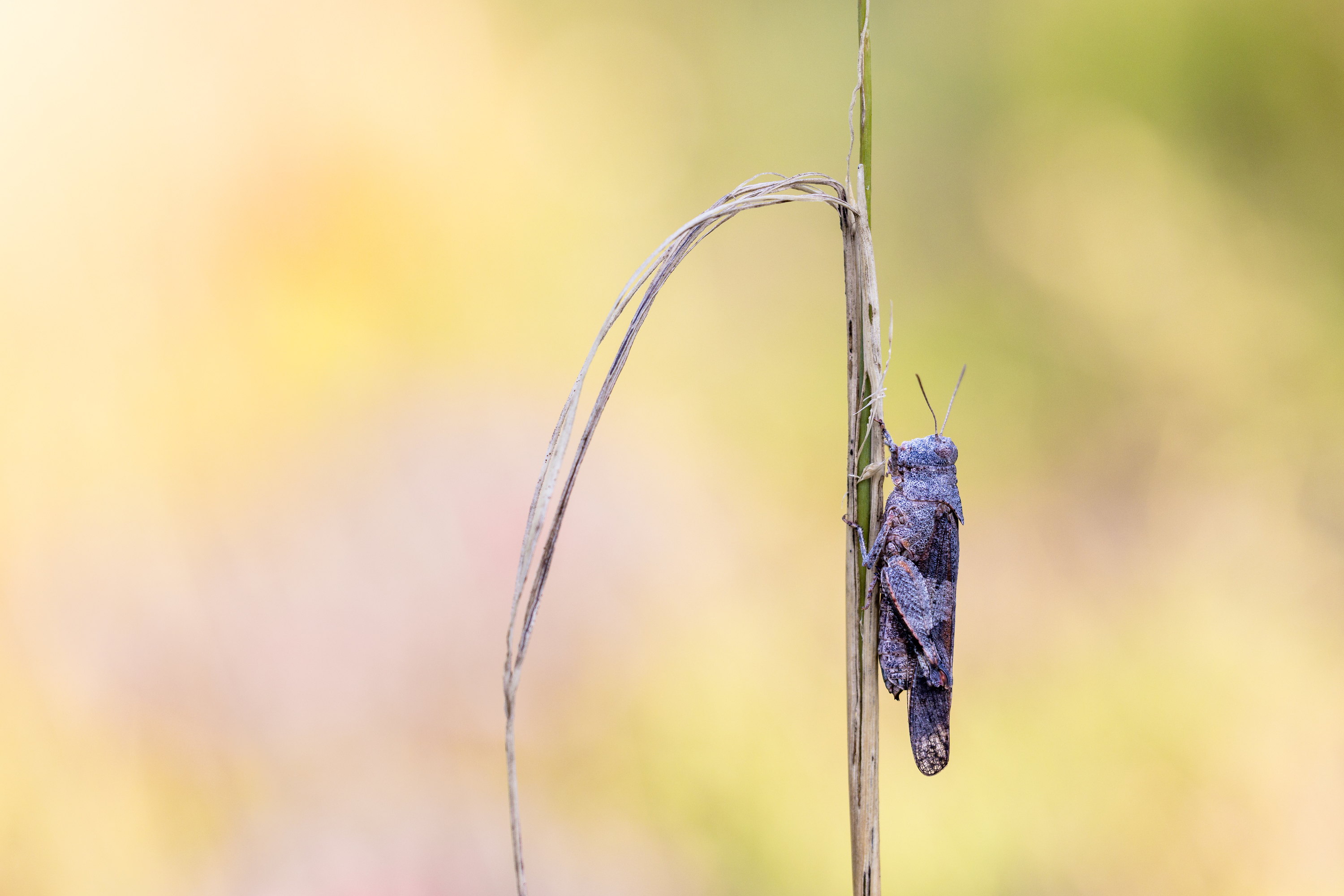 Blauflügelige Ödlandschrecke